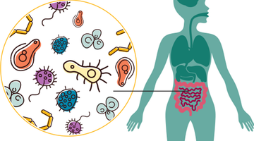 What is Leaky Gut? Simple Science From Rowdy Prebiotic Foods